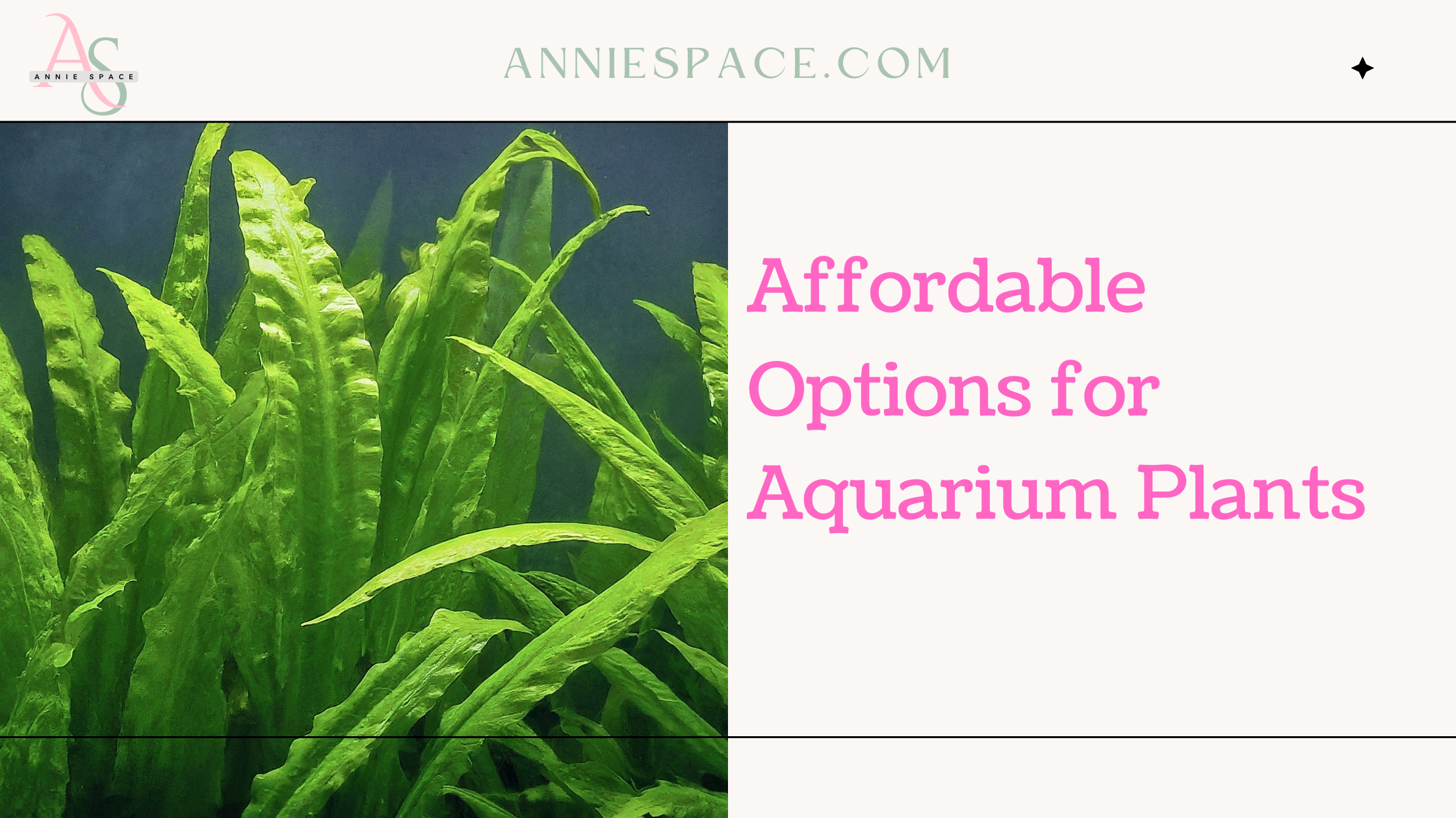 Affordable Options for Aquarium Plants